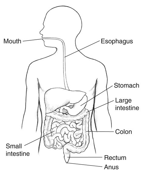 Digestive Tract With Labels For The Mouth Esophagus Stomach Small