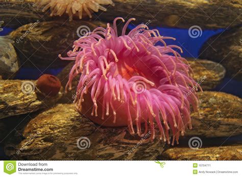 Pink Sea Anemone Stock Image Image Of Disk Cnidarians 10704711