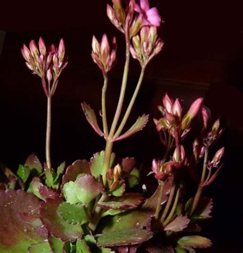 Le specie appartenenti al genere. K di... Kalanchoe blossfeldiana (e 'Calandiva'): come coltivare questa pianta grassa da fiore e ...