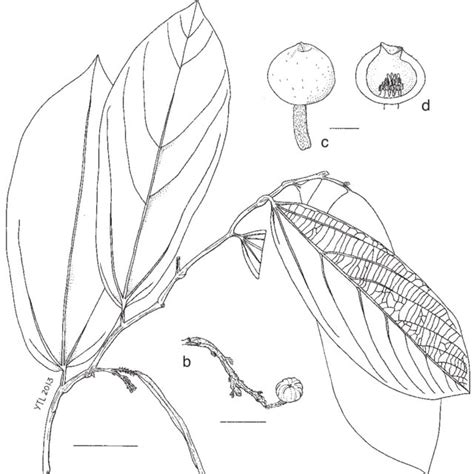 Thottea Praetermissa Tlyao A Habit B Inflorescences C Flower
