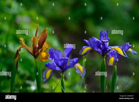 Dutch Iris Lion King Hi Res Stock Photography And Images Alamy