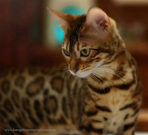 The litter tray will cost $10 or less, and the litter will add approximately $12 to your monthly bills. Ashmiyah Bengal Cats. Breeding Bengal cats since 2009. We ...