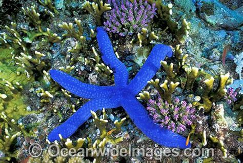 Blue Linckia Sea Star Linckia Laevigata Amongst Fire Coral Also
