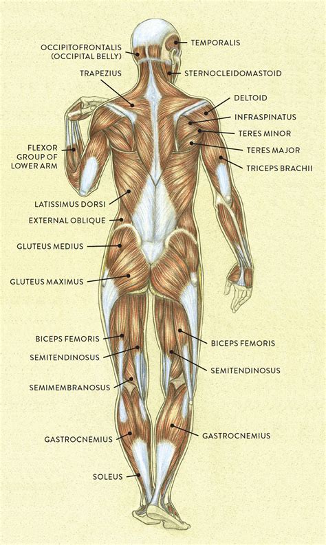 Acquire Anatomy Muscles Diagram Free Images
