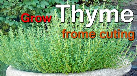How To Grow Thyme From Cuttings Youtube