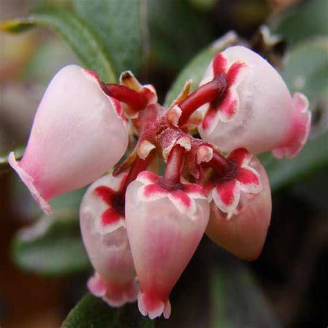 Plant researchers around the country have been working to refine the berry growing process and create robust new varieties of berries. Bearberry (Arctostaphylos Uva-Ursi) plant medicinal uses