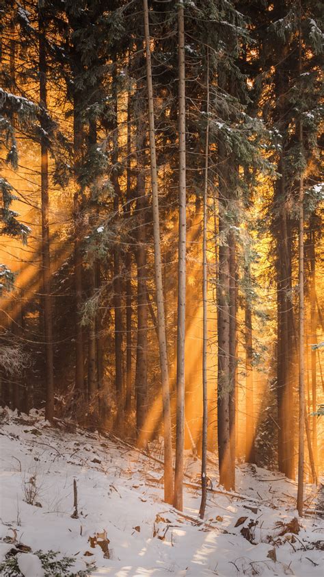 Download Wallpaper 2160x3840 Forest Winter Trees Sunlight Samsung