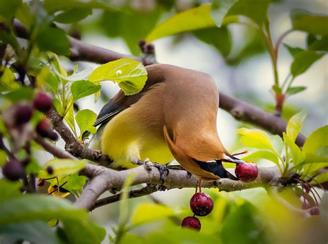 Troy Marcy Photography Contortionist Cedar Waxwing Gets A Berry