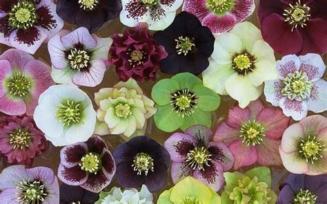 Helleborus Orientalis Hybrids Floating In Water From The Garden At