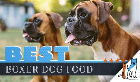 Nowadays, dog food comes in various brands. 6 Best Boxer Dog Foods Plus Top Brands for Puppies and Seniors