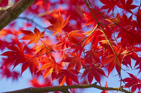 846379 Autumn Foliage Branches Rare Gallery Hd Wallpapers