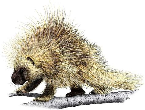 Full Color Illustration Of A North American Porcupine Erethizon