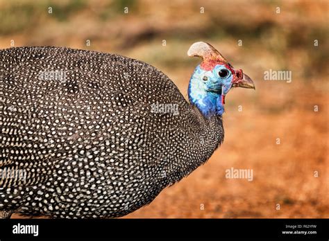 African Bird Fowl Guinea Fowl Hi Res Stock Photography And Images Alamy