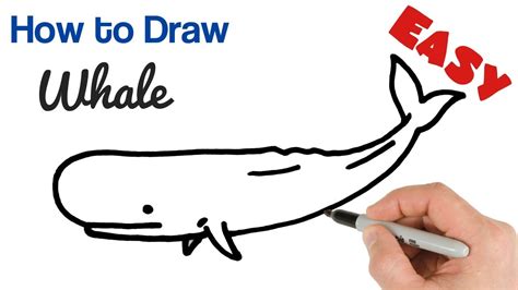 How To Draw A Whale Easy Art Tutorial For Beginners Youtube