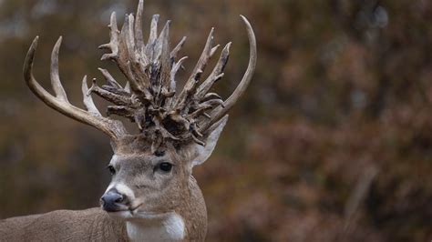 The Injuries And Illnesses That Trigger Amazing Antlers Meateater