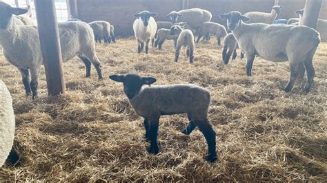 Its Lambing Season In Arlington Mid West Farm Report