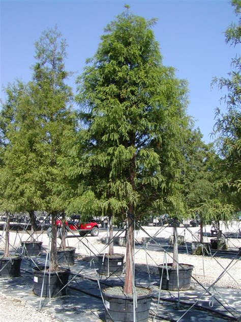 The trail offers a number of activity. Tree land Nursery - Dallas, Texas - Bald Cypress Tree