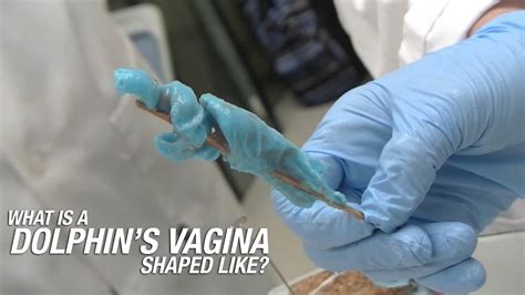 What Is A Dolphins Vagina Shaped Like Youtube