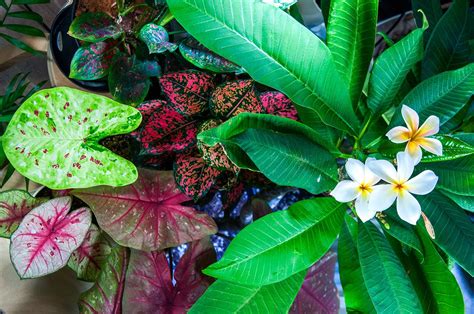 Tropical Plants To Grow Indoors Tropics Home