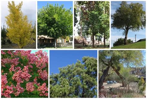 14 Best Shade Trees For Arizona Some Non Shedding