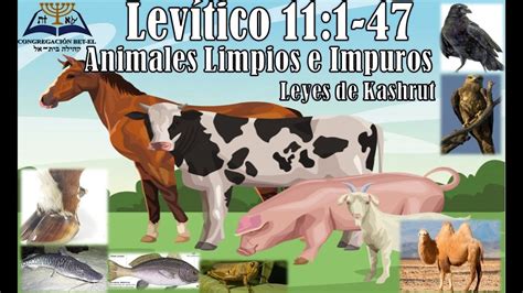 Animais Puros E Impuros Desbravadores