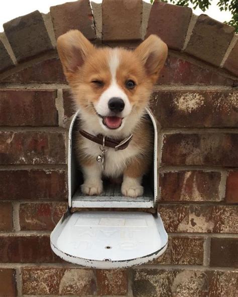 Corgis Of Instagram Cute Animals Puppies Corgi Dog