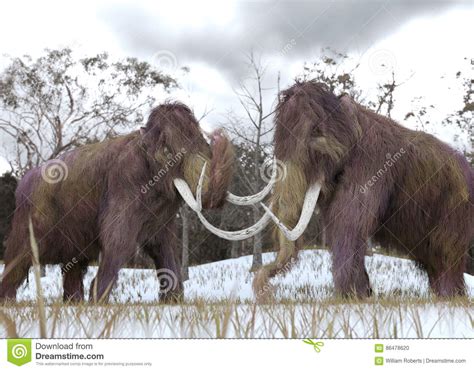 Woolly Mammoths Walking Through A Snowy Forest Royalty Free