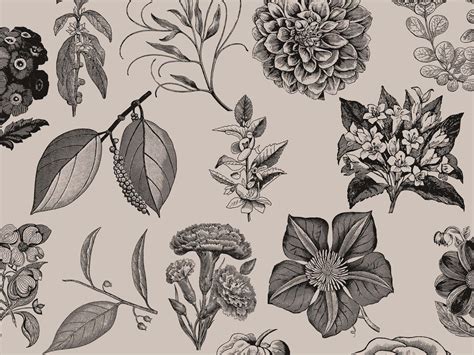 Free Vintage Flowers Graphic Collection Eps
