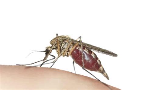(here, you can raise the pitch of your voice a little to sound like a question). How Long Do Mosquito Bites Last? - Symptoms, Treatment ...