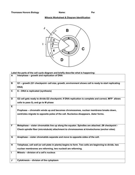 Https://tommynaija.com/worksheet/mitosis Worksheet And Diagram Identification Answers