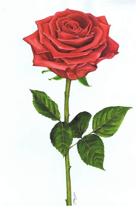 Single Rose 4 Painting Rose Painting Red Rose Drawing Flower Painting
