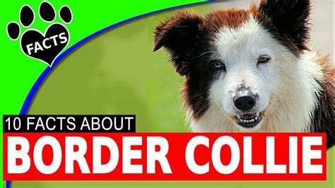 10 Cool And Interesting Facts About Border Collie Dogs 101 Youtube
