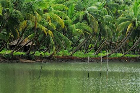 Keralabackwaters Tours What Makes Kerala Backwater So Special