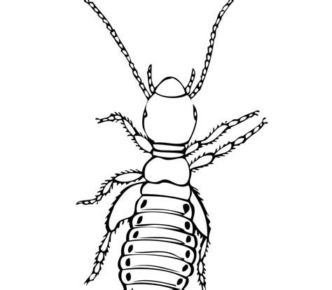 Realistic Insect Coloring Pages at GetColorings.com | Free printable
