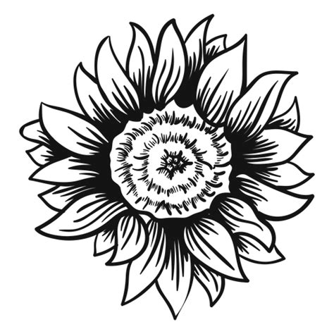 Sunflower Outline Drawing Free Download On Clipartmag