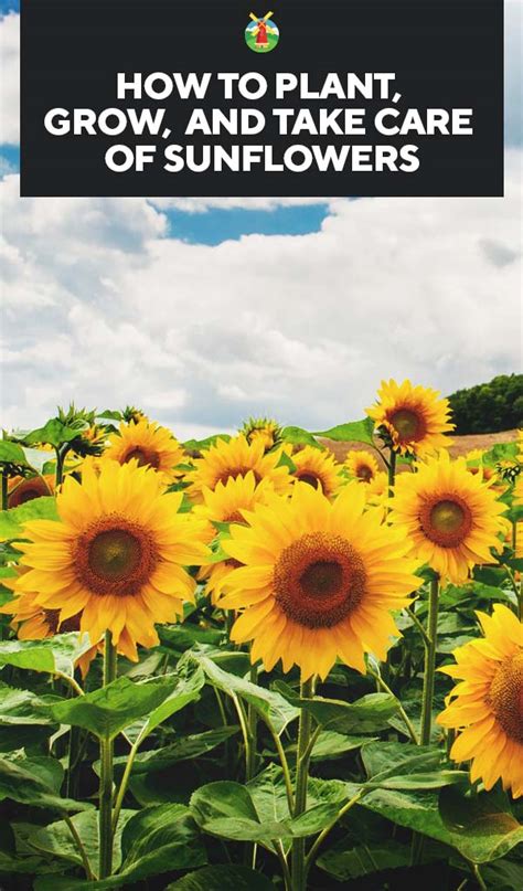 Growing Sunflowers Varieties Planting Guide Care Problems And Harvest
