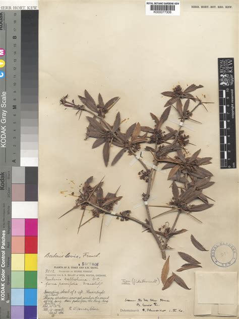 Berberis Levis Franch Plants Of The World Online Kew Science