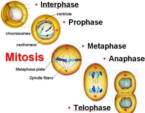 Pengertian Pembelahan Mitosis Tujuan Proses Tahap And Gambar Porn Sex