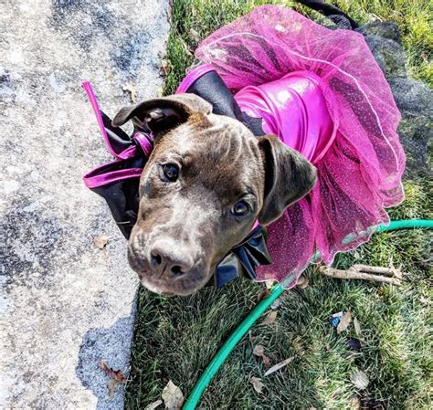 The 70 Greatest Pit Bull Halloween Costumes Ever Page 19 Of 23 The
