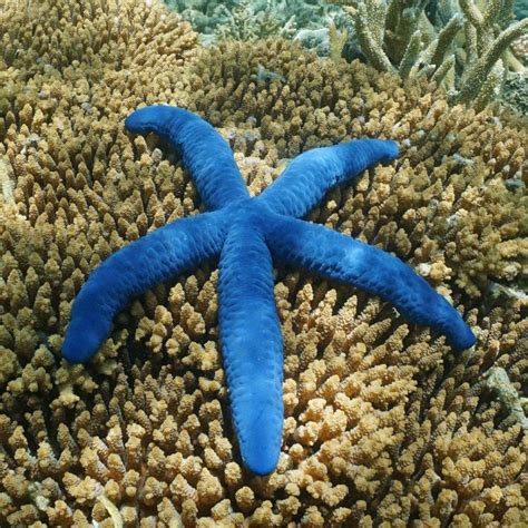 Blue Starfish Linckia Laevigata At Kraken Corals