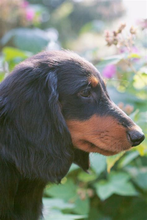 (1) smooth, (2) long, and (3) wirehaired, and is shown in two sizes: Black puppy of a standart long-haired #dachshund outdoors ...