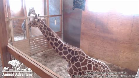 April The Giraffe Cam Animal Adventure Park Youtube