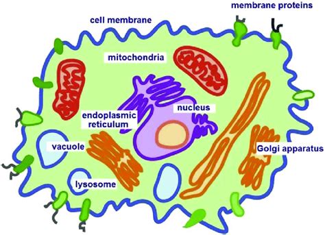 2 A Schematic View Of The Cross Section Of An Animal Cell Only Major