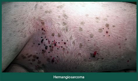 How Is Hemangiosarcoma Treated In Dogs