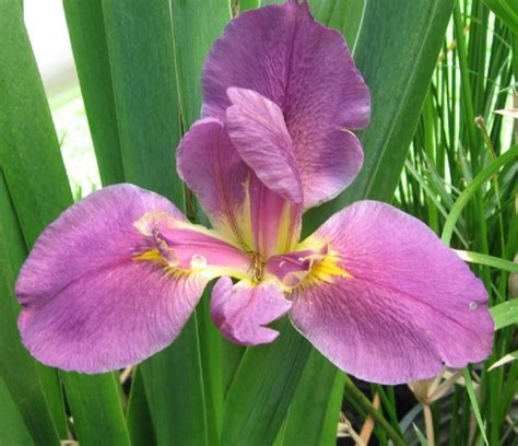 Wwe Wrestlers Profile American Wild Flower Louisiana Iris