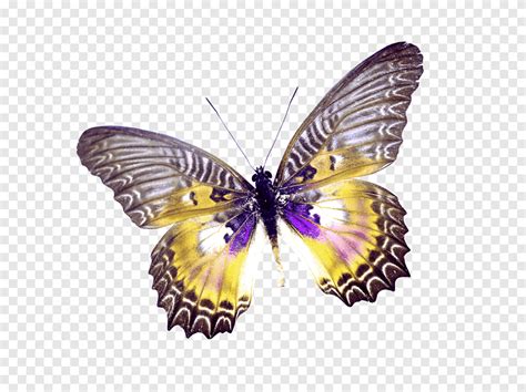 Butterfly Beautiful Butterfly Purple Brush Footed Butterfly Png Pngegg