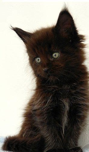 So, a black smoke cat is essentially a black cat with part of the color in the hairs missing. Maine coon kittens Black smoke | Telford, Shropshire ...