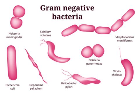 Difference Between Gram Positive And Gram Negative Bacteria Notes
