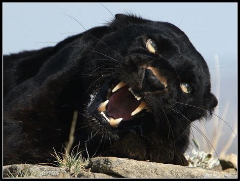 Angry Black Panther Black Panther Cat Majestic Animals Big Cats