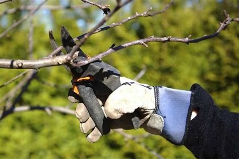 About to Do Some Tree Pruning Yourself? Avoid These 6 Mistakes | Tree
